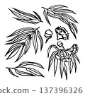 VecHand drawn vector eucalyptus. Eucalyptus  137396326