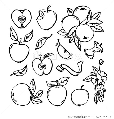 Hand drawn vector apple set. Apples 137396327