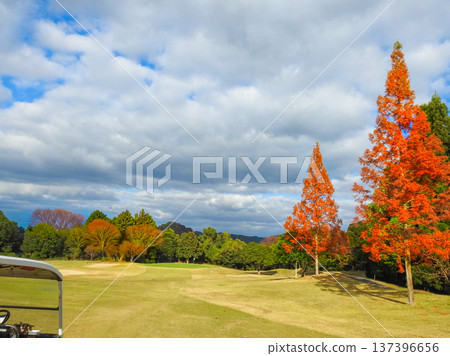 秋季的高爾夫球場，水杉樹漸漸變紅 137396656