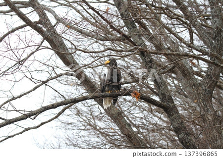 Steller's sea eagle searching for prey in light rain. Steller's sea eagle, bird of prey, Hokkaido wild bird. 137396865