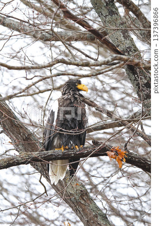 Steller's sea eagle searching for prey in light rain. Steller's sea eagle, bird of prey, Hokkaido wild bird. 137396866