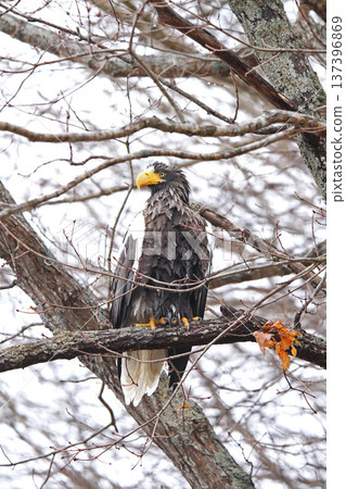 Steller's sea eagle searching for prey in light rain. Steller's sea eagle, bird of prey, Hokkaido wild bird. Steller's sea eagle searching for prey in light rain. Steller's sea eagle, bird of prey, Hokkaido wild bird. 137396869