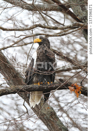 Steller's sea eagle searching for prey in light rain. Steller's sea eagle, bird of prey, Hokkaido wild bird. 137396871
