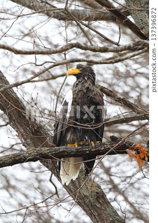 Steller's sea eagle searching for prey in light rain. Steller's sea eagle, bird of prey, Hokkaido wild bird. Steller's sea eagle searching for prey in light rain. Steller's sea eagle, bird of prey, Hokkaido wild bird. 137396872