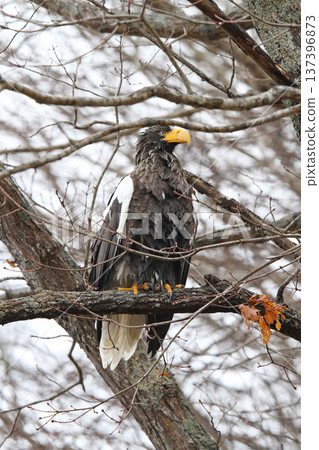 Steller's sea eagle searching for prey in light rain. Steller's sea eagle, bird of prey, Hokkaido wild bird. Steller's sea eagle searching for prey in light rain. Steller's sea eagle, bird of prey, Hokkaido wild bird. 137396873