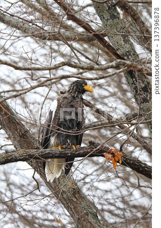 Steller's sea eagle searching for prey in light rain. Steller's sea eagle, bird of prey, Hokkaido wild bird. Steller's sea eagle searching for prey in light rain. Steller's sea eagle, bird of prey, Hokkaido wild bird. 137396878