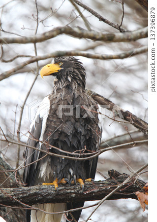 Steller's sea eagle searching for prey in light rain. Steller's sea eagle, bird of prey, Hokkaido wild bird. 137396879