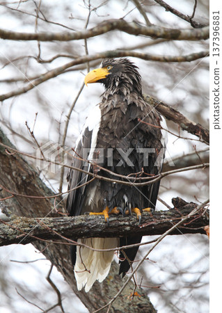 Steller's sea eagle searching for prey in light rain. Steller's sea eagle, bird of prey, Hokkaido wild bird. 137396881