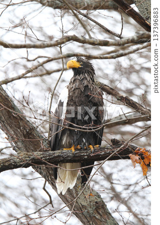 Steller's sea eagle searching for prey in light rain. Steller's sea eagle, bird of prey, Hokkaido wild bird. 137396883