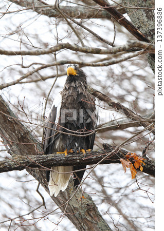 北海雕在細雨中覓食。北海雕，猛禽，北海道野生鳥類。 137396886