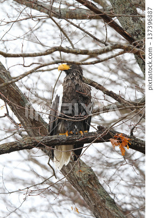 Steller's sea eagle searching for prey in light rain. Steller's sea eagle, bird of prey, Hokkaido wild bird. Steller's sea eagle searching for prey in light rain. Steller's sea eagle, bird of prey, Hokkaido wild bird. 137396887
