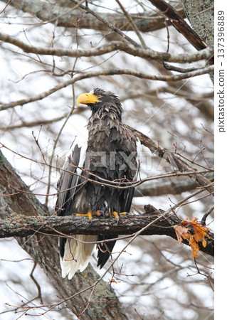 Steller's sea eagle searching for prey in light rain. Steller's sea eagle, bird of prey, Hokkaido wild bird. Steller's sea eagle searching for prey in light rain. Steller's sea eagle, bird of prey, Hokkaido wild bird. 137396889