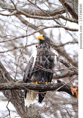 北海雕在細雨中覓食。北海雕，猛禽，北海道野生鳥類。 137396890