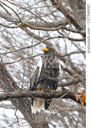 Steller's sea eagle searching for prey in light rain. Steller's sea eagle, bird of prey, Hokkaido wild bird. Steller's sea eagle searching for prey in light rain. Steller's sea eagle, bird of prey, Hokkaido wild bird. 137396893