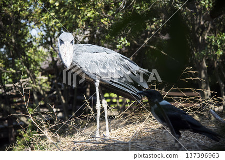 Shoebill with sharp eyes Shoebill with sharp eyes 137396963