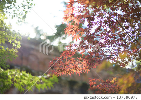 風景與秋天的落葉 137396975
