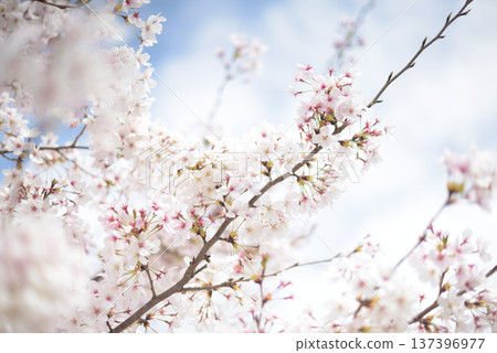 盛開的櫻花在藍天中閃耀 137396977