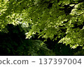 Fresh green maple trees illuminated by light 137397004