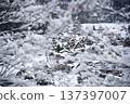 Snowy fields and Japanese houses 137397007