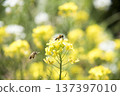 Bee harvesing to rape blossoms 137397010