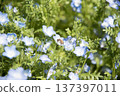 Blue Nemophila 137397011