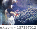 Clownfish living in coral 137397012