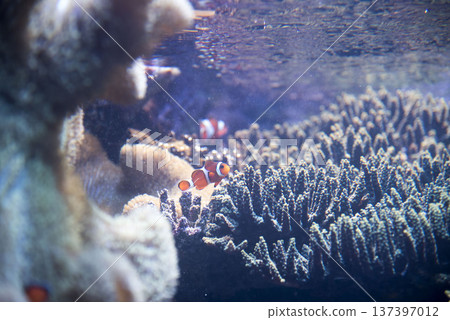 生活在珊瑚中的小丑魚 137397012