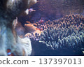 Clown anemone fish living together with sea anemones 137397013