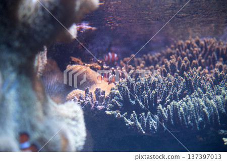 Clown anemone fish living together with sea anemones Clown anemone fish living together with sea anemones 137397013