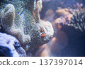 Coral and anemone fish 137397014