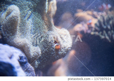 珊瑚和海葵魚 137397014