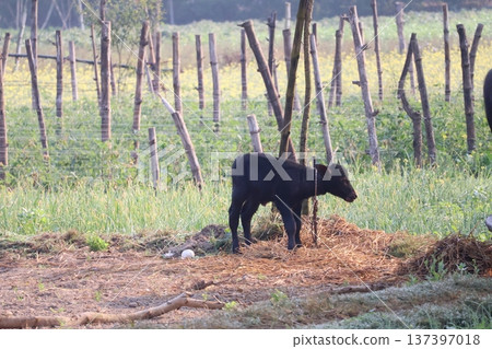 A view of a water buffalo calf in Lumbini, Nepal A view of a water buffalo calf in Lumbini, Nepal 137397018
