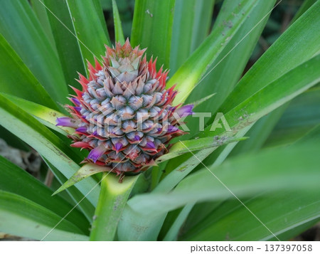 Pineapple blossom with green leaves in background, The purple petals of the flower spring on the fruit Pineapple blossom with green leaves in background, The purple petals of the flower spring on the fruit 137397058