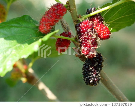 Purple and red color mulberry fruit and ripe berry on tree plant with natural green background 137397059