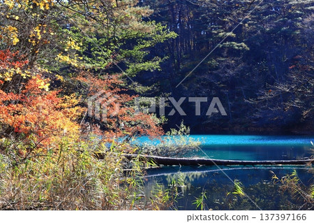 Urabandai Goshikinuma Lake, Autumn leaves, Bishamon Lake Urabandai Goshikinuma Lake, Autumn leaves, Bishamon Lake 137397166