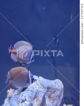 Fish swimming in the aquarium 137397325