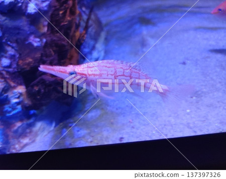 Koi swimming in the aquarium 137397326