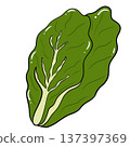 Lettuce Leaf Cartoon Vegetable Illustration Isolated 137397369