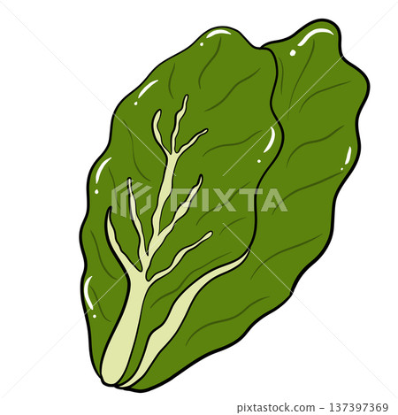 Lettuce Leaf Cartoon Vegetable Illustration Isolated Lettuce Leaf Cartoon Vegetable Illustration Isolated 137397369