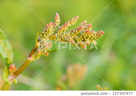 swiva的芽 137397477