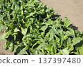 Cultivation of spinach 137397480