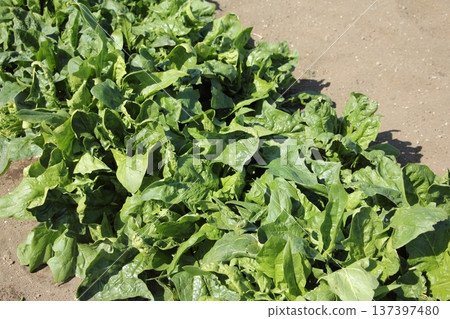 菠菜栽培 137397480