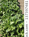 Cultivation of spinach 137397481