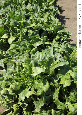 菠菜栽培 137397481