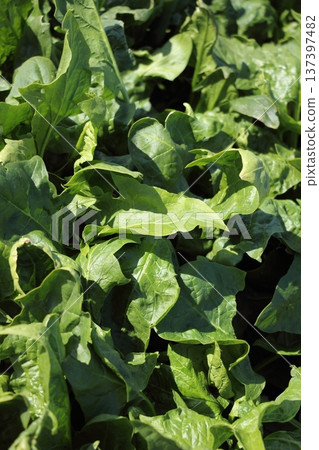 菠菜栽培 137397482