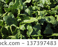 Cultivation of spinach 137397483