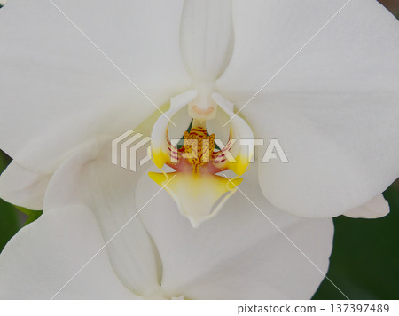 Close-up of a white Phalaenopsis orchid flower Close-up of a white Phalaenopsis orchid flower 137397489