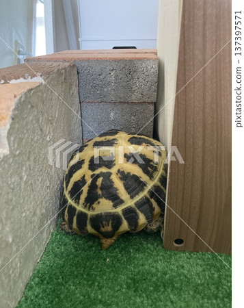 Russian tortoise sneaking into a gap 137397571