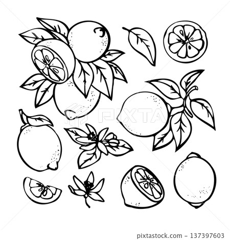 Hand-drawn vector lemon set. Lemon line art. Hand-drawn vector lemon set. Lemon line art. 137397603