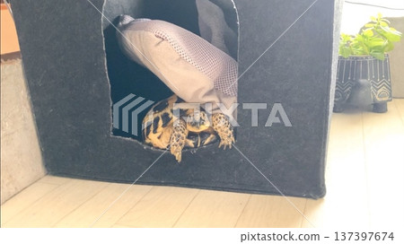A Russian tortoise peering out from its sleeping spot 137397674